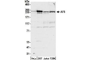 anti-Afadin (MLLT4) (AA 1475-1525) antibody