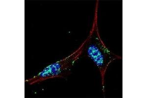 Fluorescent confocal image of SY5Y cells stained with NANOG antibody at 1:50. (Nanog Antikörper  (AA 15-49))