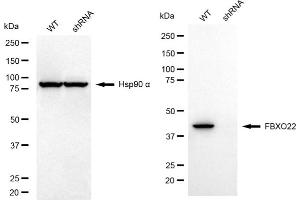 Western blotting analysis using FBXO22 antibody (ABIN7798556). (FBXO22 Antikörper)