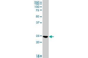 Western Blotting (WB) image for anti-RAB33B, Member RAS Oncogene Family (RAB33B) (AA 117-206) antibody (ABIN566498)