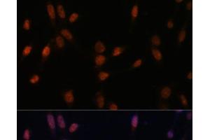 Immunofluorescence (IF) image for anti-Ubiquitin Specific Peptidase 33 (USP33) antibody (ABIN7258976)