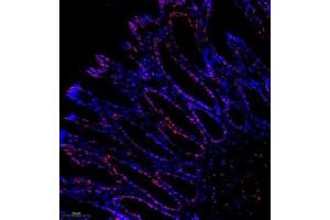 Immunofluorescence analysis of paraffin embedded rat colon using C23 (ABIN7074906) at dilution of 1: 500 (Nucleolin Antikörper)