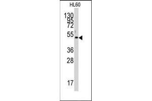 Western blot analysis of anti-PDK4 Antibody (Center) in HL60 cell line lysates (35ug/lane). (PDK4 Antikörper  (Middle Region))