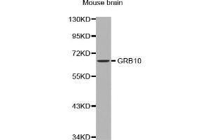 Western Blotting (WB) image for anti-Growth Factor Receptor-Bound Protein 10 (GRB10) (AA 1-100) antibody (ABIN5663731) (GRB10 Antikörper  (AA 1-100))
