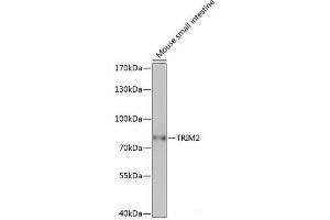 Western blot analysis of extracts of Mouse small intestine using TRIM2 Polyclonal Antibody at dilution of 1:1000. (TRIM2 Antikörper)