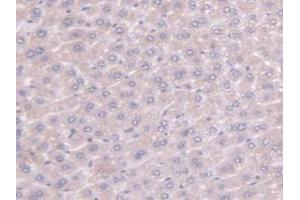 Detection of PPIF in Mouse Liver Tissue using Polyclonal Antibody to Peptidylprolyl Isomerase F (PPIF)