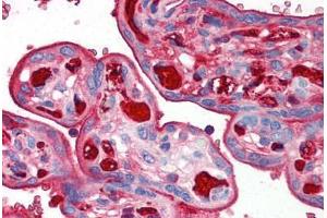 Human Placenta (formalin-fixed, paraffin-embedded) stained with TNFRSF12A antibody ABIN214532 at 2. (TNFRSF12A Antikörper)