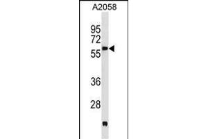 PDK3 Antibody (M1) (ABIN391038 and ABIN2841204) western blot analysis in  cell line lysates (35 μg/lane). (PDK3 Antikörper  (N-Term))