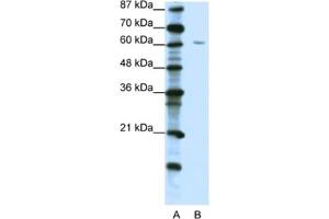 Western Blotting (WB) image for anti-Zinc Finger Protein 268A (ZNF286A) antibody (ABIN2461903) (ZNF286A Antikörper)