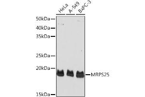 Western blot analysis of extracts of various cell lines, using MRPS25 Rabbit pAb (ABIN6134397, ABIN6144035 and ABIN7101840) at 1:1000 dilution.