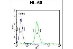 IL2RG Antibody (N-term) (ABIN653403 and ABIN2842858) flow cytometric analysis of HL-60 cells (right histogram) compared to a negative control cell (left histogram). (IL2RG Antikörper  (N-Term))
