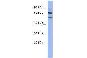 WB Suggested Anti-FOXRED1 Antibody Titration:  0. (FOXRED1 Antikörper  (N-Term))