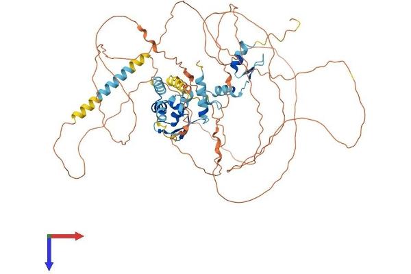 ZBTB5 Protein (AA 1-677) (His tag)