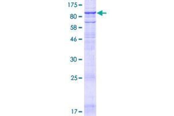 Tmc4 Protein (AA 1-706) (GST tag)