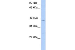WB Suggested Anti-LASS4 Antibody Titration:  0. (LASS4 Antikörper  (C-Term))
