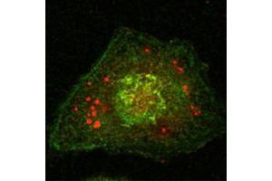 Confocal immunofluorescence analysis of Hela cells using Calnexin mouse mAb (green). (Calnexin Antikörper)