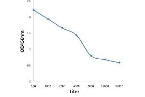 Antigen: 0. (BARX1 Antikörper  (AA 185-254))