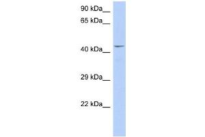 WB Suggested Anti-TAF7 Antibody Titration:  0. (TAF7 Antikörper  (Middle Region))