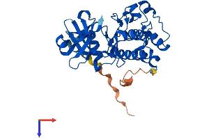 PIM2 Protein (AA 1-311) (His tag)