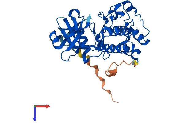 PIM2 Protein (AA 1-311) (His tag)