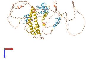 ZBTB2 Protein (AA 1-514) (His tag)