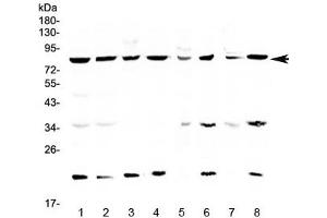 Western blot testing of human 1) HeLa, 2) MCF7, 3) COLO320, 4) U-87 MG, 5) rat brain, 6) rat liver, 7) mouse brain and 8) mouse liver lysate with MRE11 antibody at 0. (Mre11 Antikörper)