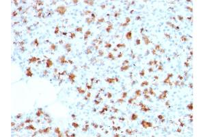 Formalin-fixed, paraffin-embedded human Pancreas stained with BARX1 Mouse Monoclonal Antibody (BARX1/2759).