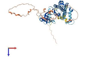 MKNK2 Protein (AA 1-465) (His tag)