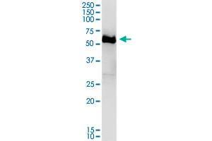 DPYSL4 MaxPab polyclonal antibody. (DPYSL4 Antikörper  (AA 1-572))