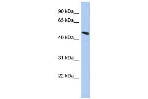 C9ORF68 antibody used at 1 ug/ml to detect target protein. (C9orf68 Antikörper  (Middle Region))