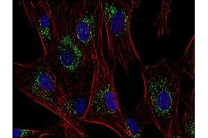 Immunofluorescence staining of human skin fibroblasts with anti-CD63 (MEM-259 ; green) after co-incubation of living cells with human Transferrin - Dyomics 547 (red); cell nuclei stained with DAPI (blue). (CD63 Antikörper  (PerCP))