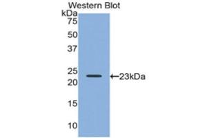 Western Blotting (WB) image for anti-Relaxin 2 (RLN2) (AA 1-185) antibody (ABIN1860450) (Relaxin 2 Antikörper  (AA 1-185))