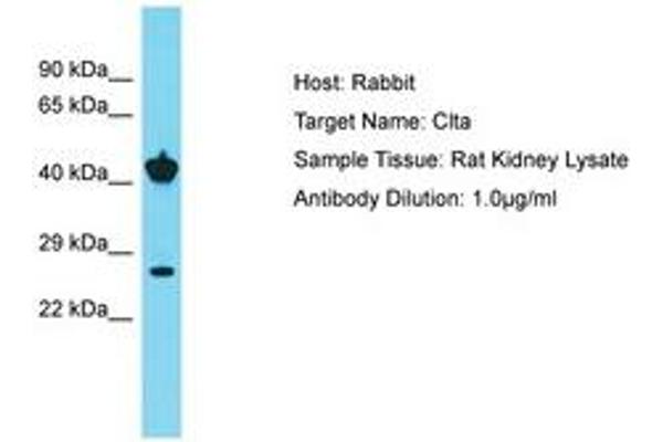 CLTA/CLTB antibody  (C-Term)
