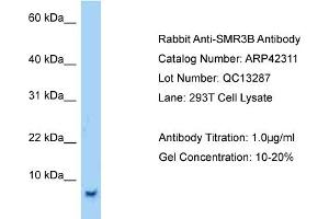 Host:  Rabbit  Target Name:  SMR3B  Sample Tissue:  Human 293T Whole Cell  Antibody Dilution:  1ug/ml