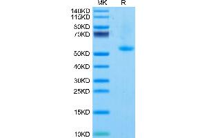 SDS-PAGE (SDS) image for Tumor Necrosis Factor (Ligand) Superfamily, Member 4 (TNFSF4) (AA 51-198) protein (Fc Tag) (ABIN7275394)