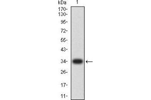 Western Blotting (WB) image for anti-Chemokine (C-C Motif) Ligand 4 (CCL4) (AA 24-92) antibody (ABIN5684064)