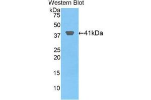 Western Blotting (WB) image for anti-Histone Cluster 2, H2aa3 (HIST2H2AA3) (AA 1-130) antibody (ABIN1859165) (HIST2H2AA3 Antikörper  (AA 1-130))