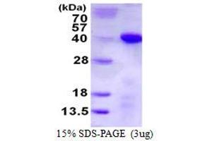 Image no. 1 for Transcription Elongation Factor A Protein 1 (TCEA1) protein (His tag) (ABIN1098278) (TCEA1 Protein (His tag))