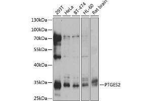Western blot analysis of extracts of various cell lines, using PTGES2 antibody (ABIN6129084, ABIN6146403, ABIN6146405 and ABIN6217438) at 1:1000 dilution. (PTGES2 Antikörper  (AA 88-377))