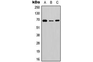 Western blot analysis of BGT-1 expression in HEK293T (A), NS-1 (B), PC12 (C) whole cell lysates. (SLC6A12 Antikörper  (C-Term))
