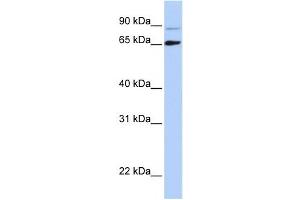 Western Blotting (WB) image for anti-DiGeorge Syndrome Critical Region Gene 8 (DGCR8) antibody (ABIN2458543) (DGCR8 Antikörper)
