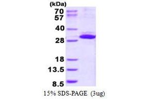Image no. 1 for Integrin beta 1 Binding Protein 3 (ITGB1BP3) protein (His tag) (ABIN1098363)