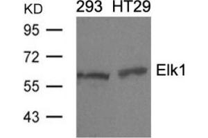 Image no. 3 for anti-ELK1, Member of ETS Oncogene Family (ELK1) (Ser389) antibody (ABIN197161) (ELK1 Antikörper  (Ser389))