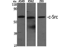 Western Blotting (WB) image for anti-Proto-oncogene tyrosine-protein kinase Src (Src) (Tyr529) antibody (ABIN5961535) (Src Antikörper  (Tyr529))