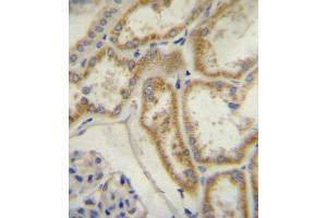 Natriuretic Peptide Receptor C (NPR3/ANPC) Antibody (N-term) A immunohistochemistry analysis in formalin fixed and paraffin embedded human kidney tissue followed by peroxidase conjugation of the secondary antibody and DAB staining.