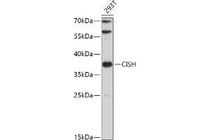 Western blot analysis of extracts of 293T cells, using CISH antibody (ABIN7266663) at 1:500 dilution. (CISH Antikörper  (AA 17-130))