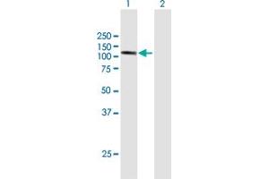 Western Blot analysis of DDHD1 expression in transfected 293T cell line by DDHD1 MaxPab polyclonal antibody. (DDHD1 Antikörper  (AA 1-872))