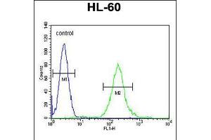 Flow cytometric analysis of HL-60 cells (right histogram) compared to a negative control cell (left histogram). (SOS2 Antikörper  (N-Term))
