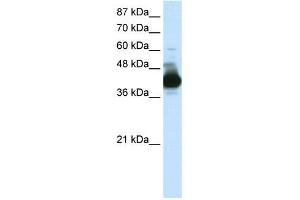 WB Suggested Anti-RAE1  Antibody Titration: 0. (RAE1 Antikörper  (C-Term))