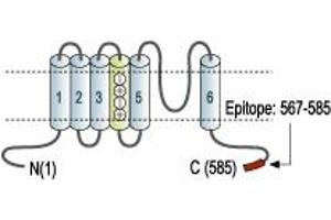 Representative domain view of the target of ABIN7885303.